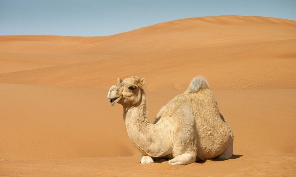 camel, sahara, sand dunes